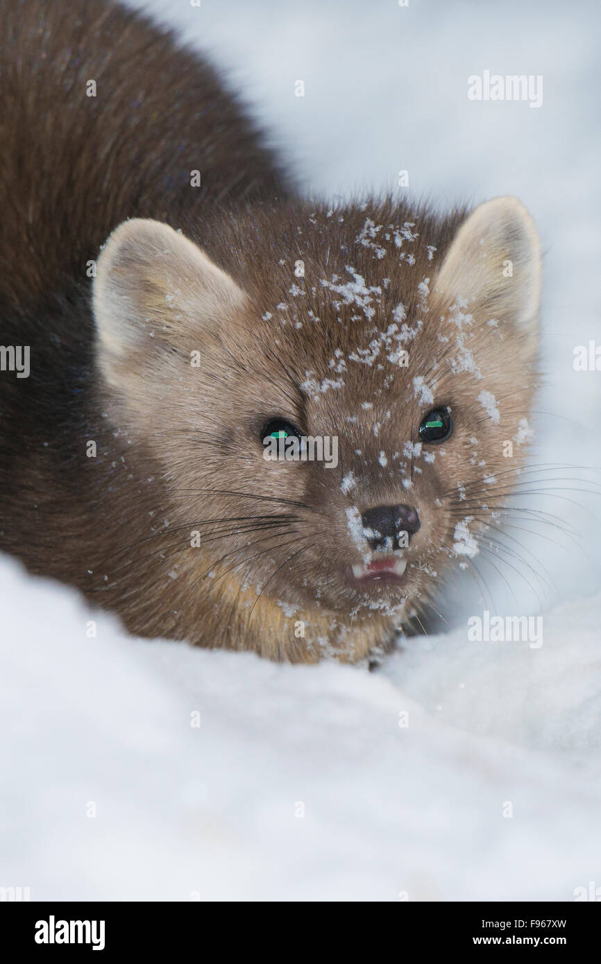 Femelle adulte martre des pins (Martes americana), Jasper National Park, Alberta, Canada Banque D'Images
