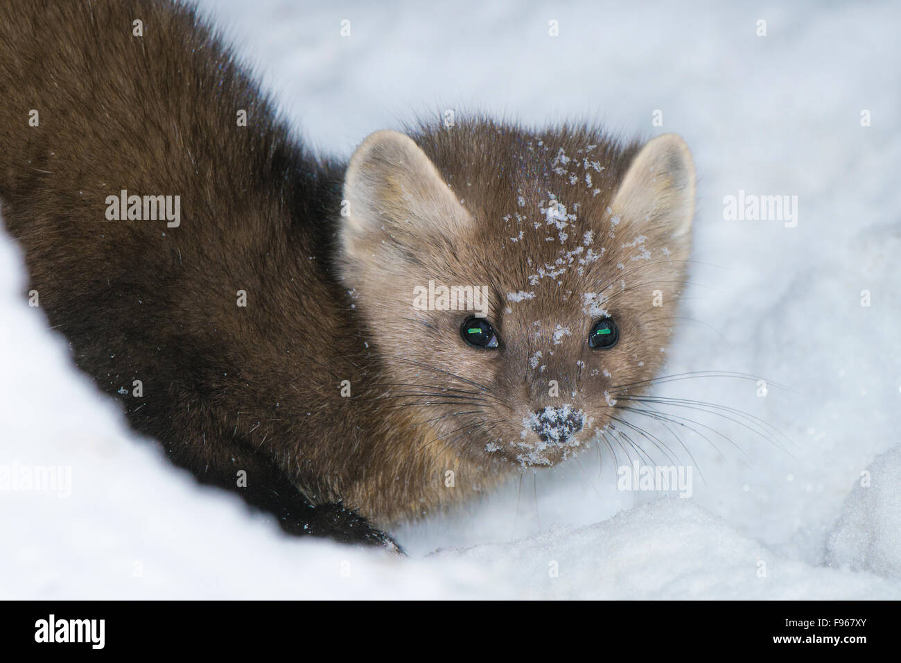 Femelle adulte martre des pins (Martes americana), Jasper National Park, Alberta, Canada Banque D'Images