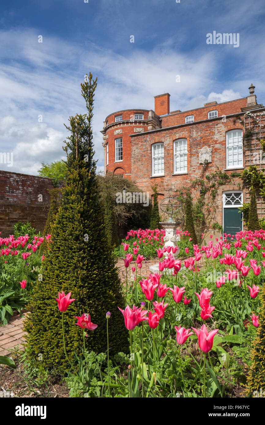 Le jardin hollandais avec des flèches et des topiaires Chine tulipe Rose est un design contemporain par Angela Collins, Cottesbrooke Hall, le Northamptonshire, Angleterre Banque D'Images