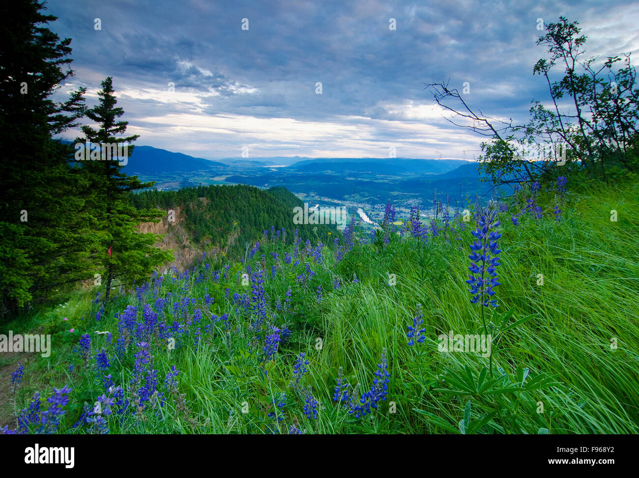 Fleurs des champs en fleurs au sommet de la falaise, surplombant Enderby Enderby, dans l'Okanagan Shuswap/région de la Colombie-Britannique, Banque D'Images