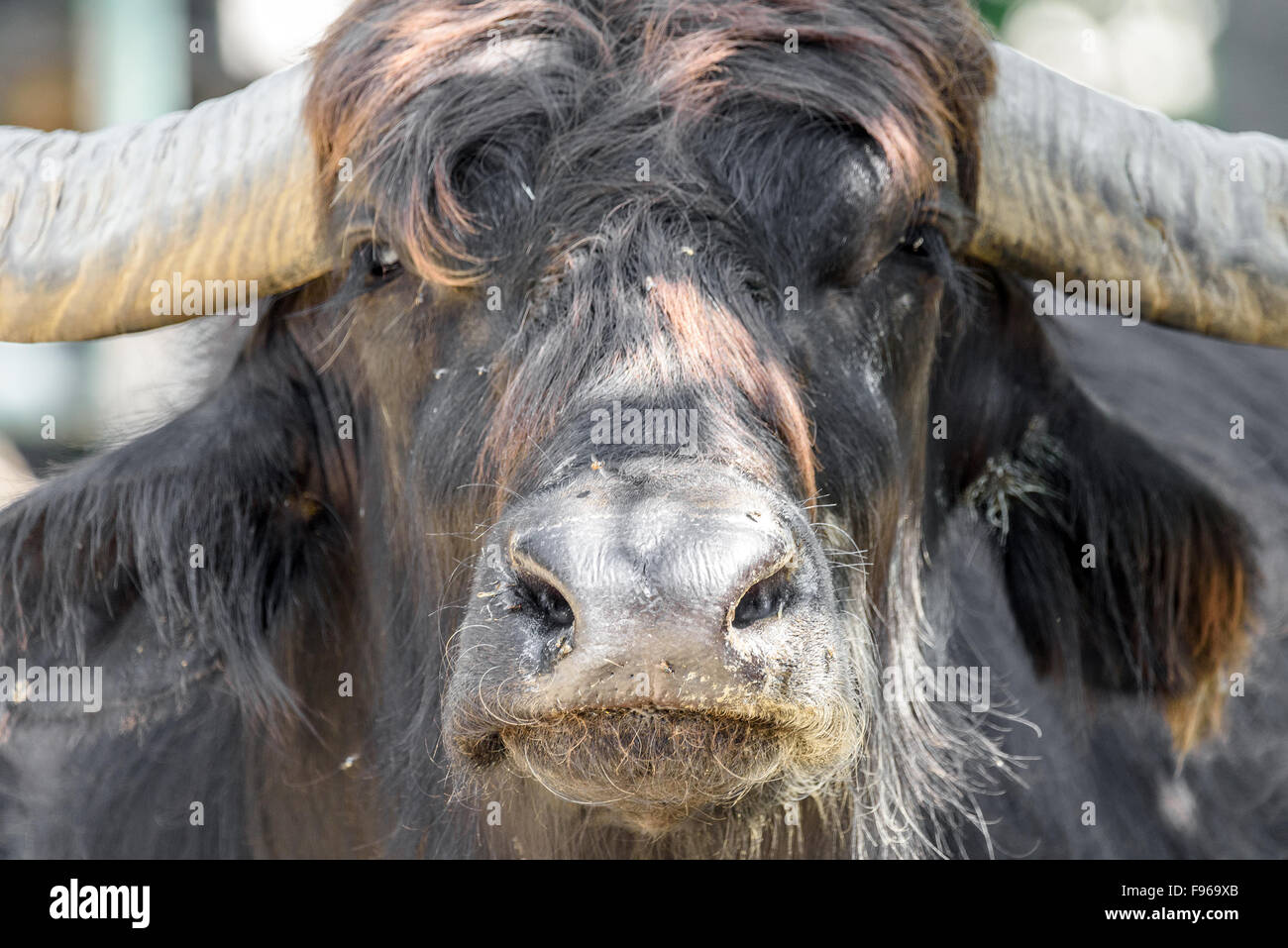 Wild Bull Cornu Close Up Portrait Banque D'Images