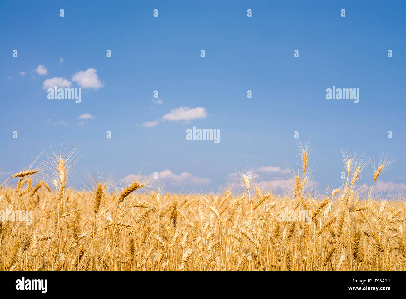 La récolte de blé et de ciel bleu dans la Palouse, Washington, USA. Banque D'Images