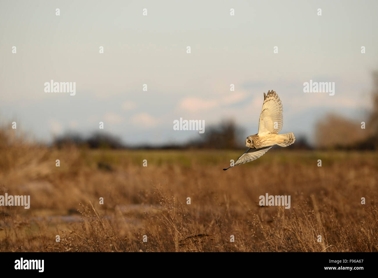 Hibou Hibou Brunswick Point, Delta BC Banque D'Images