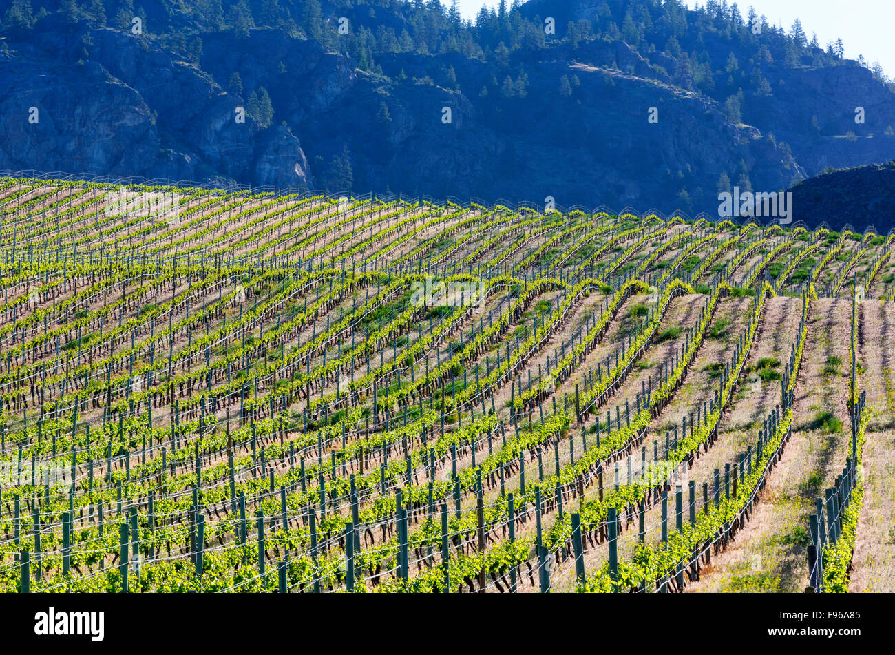 View of vineyard de Black Sage Road, Okanagan Valley, British Columbia, Canada Banque D'Images