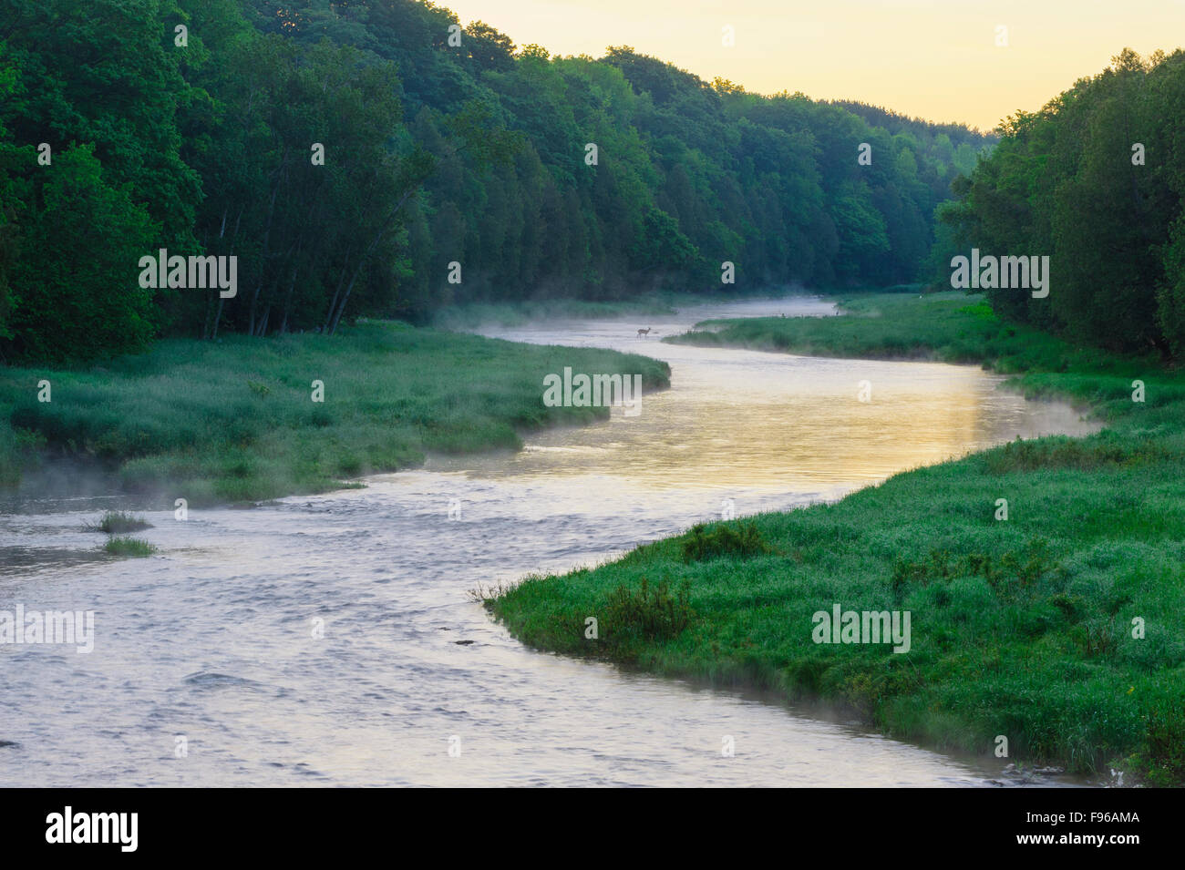 Au sud de la rivière Saugeen avec mist rising et permanent de cerfs en rivière à l'aube. Près de Ayton, Ontario, Canada Banque D'Images