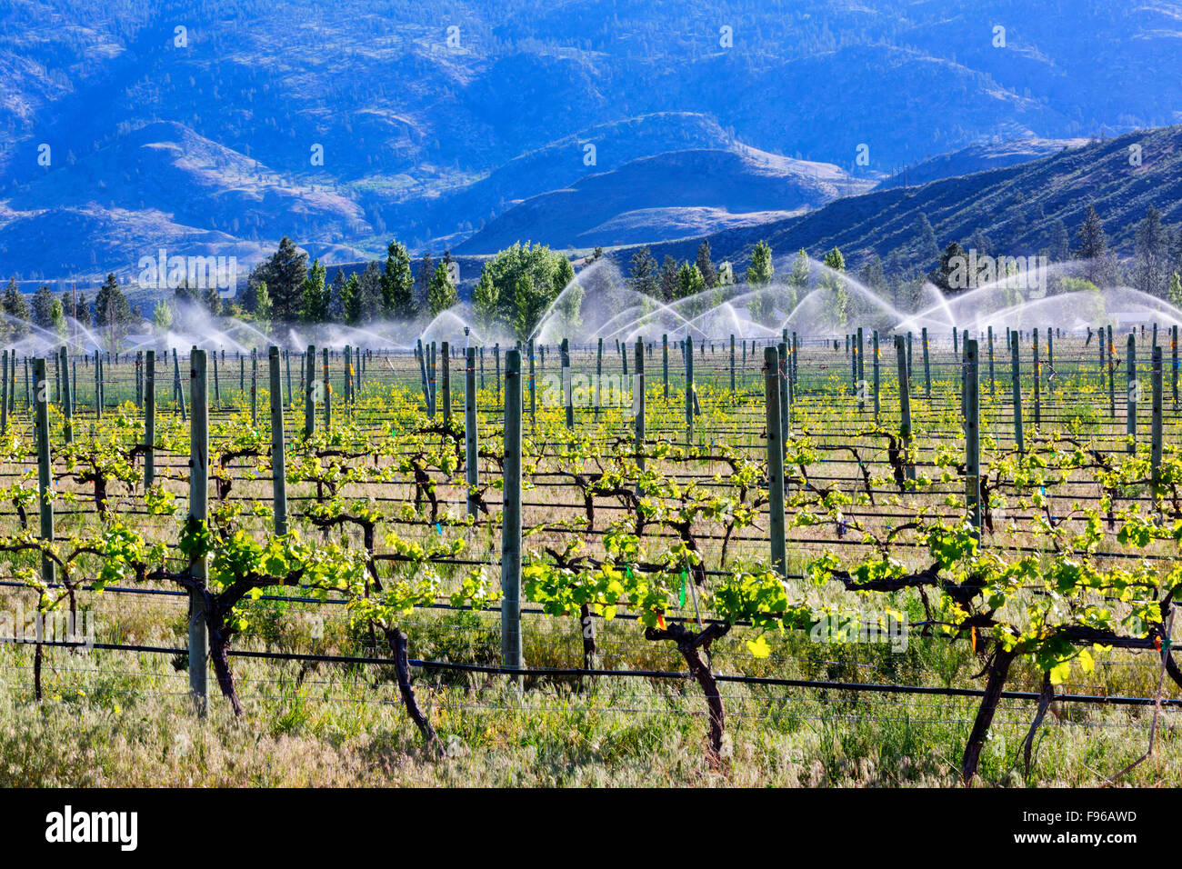 View of vineyard être irriguée à partir Black Sage Road, Okanagan Valley, British Columbia, Canada Banque D'Images