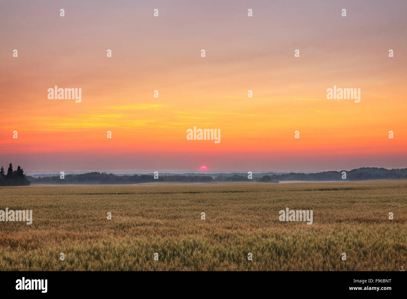 Le nord de la Saskatchewan, MR de Mervin, coucher de soleil, champ de céréales, fumé, Horizon Canada, récolte de maturation Banque D'Images