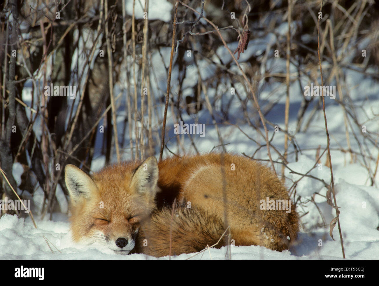 Le renard roux (Vulpes vulpes) Adulte, lovée dans une boule à l'aide de queue touffue pour couvrir les pieds. Den rarement jusqu'en hiver. L'Algonquin Banque D'Images