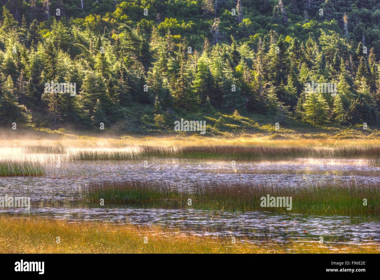 Étang herbeux, les Irlandais Loup, Terre-Neuve, Canada Banque D'Images
