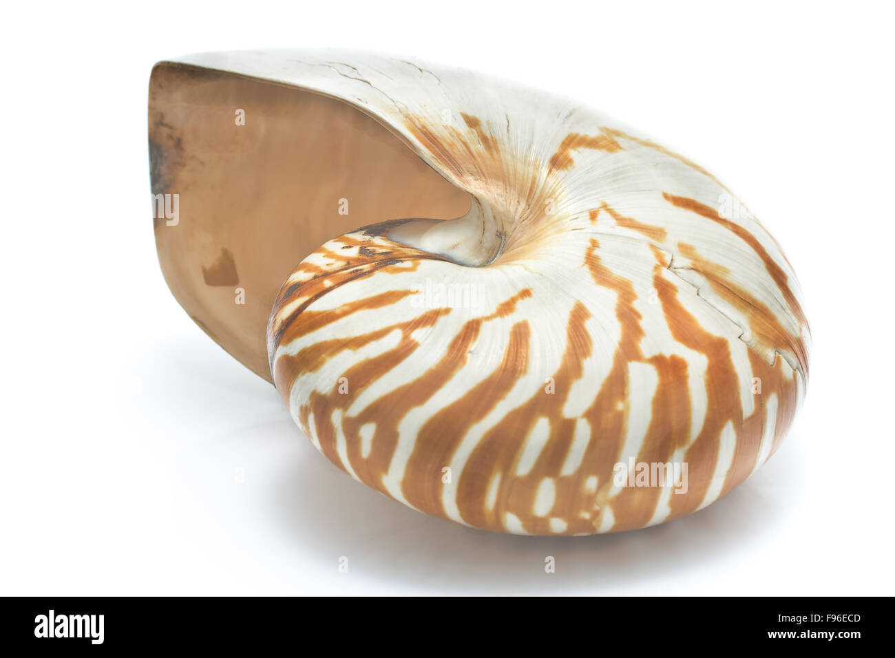 Nautilus shell isolated on white Banque D'Images