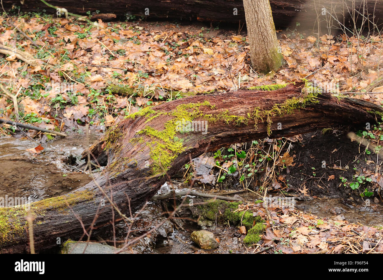 Tronc d'arbre abattu pont sur ruisseau. Banque D'Images
