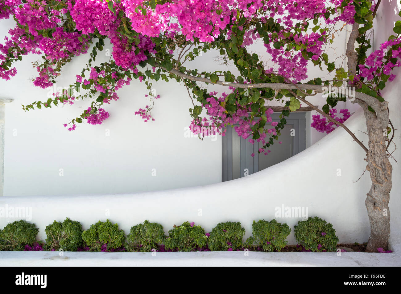 Arbre en fleurs, Mykonos, îles Grecques Banque D'Images