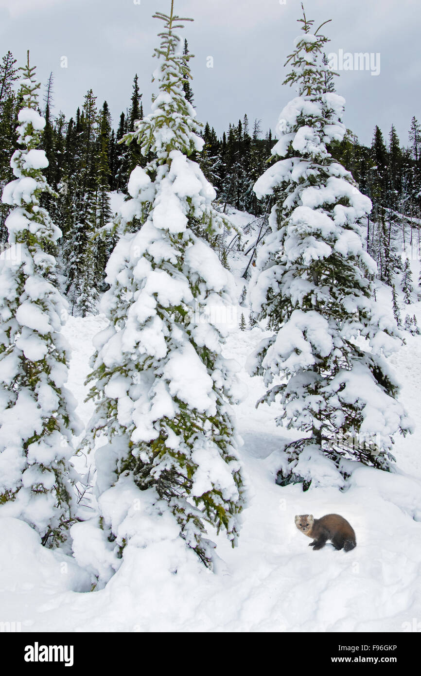 Femelle adulte martre des pins (Martes americana), Jasper National Park, Alberta, Canada Banque D'Images