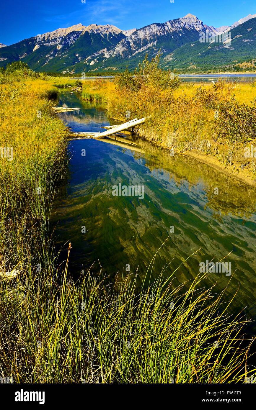 Un flux lent préjuger en Lac Jasper le long de la rivière Athabasca dans le parc national Jasper en Alberta au Canada. Banque D'Images