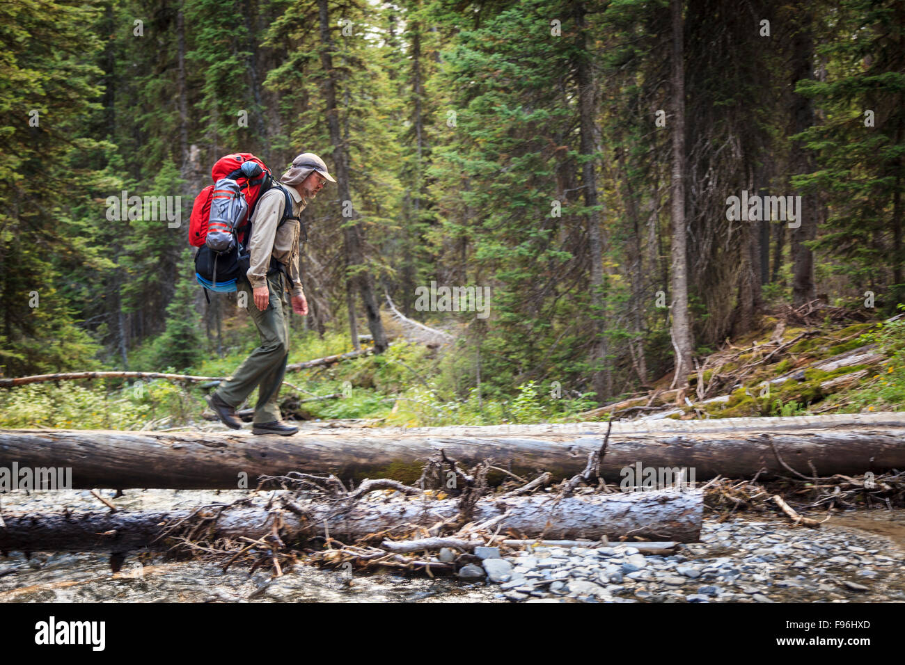 Un randonneur randonnées à travers la forêt subalpine à Egypt Lake, dans le parc national Banff, Alberta, Canada. Parution du modèle Banque D'Images