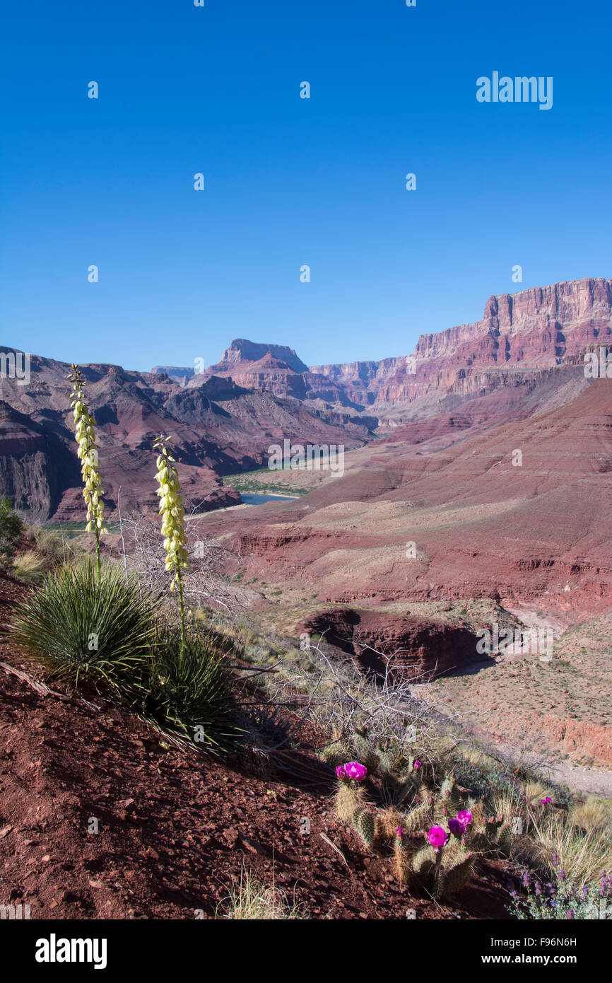 Oponce de l'ours grizzli, Opuntia erinacea et banane le yucca, Yucca baccata, Tanner Trail, Colorado River, Grand Canyon, Banque D'Images