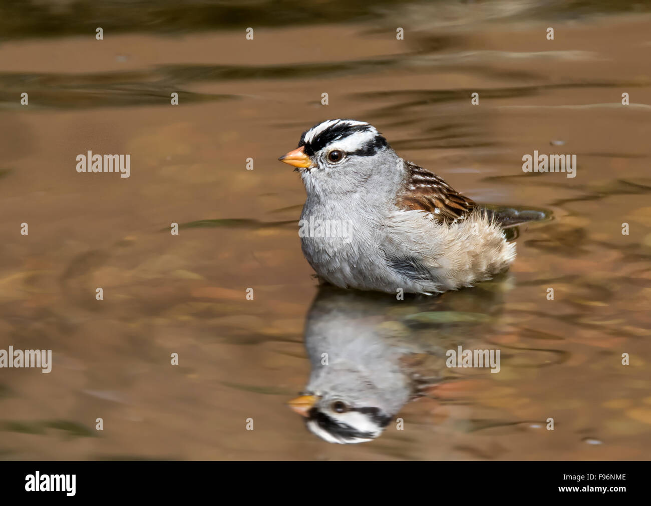 Whitethroated, Sparrow Zonotrichia albicollis, baigne dans un étang d'arrière-cour à Saskatoon, Saskatchewan Banque D'Images