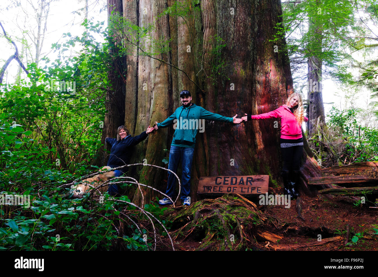 Trois personnes s'unissent autour de la base d'un vieux cèdre de croissance sur l'île Meares, près de Tofino, Colombie-Britannique, Canada Banque D'Images