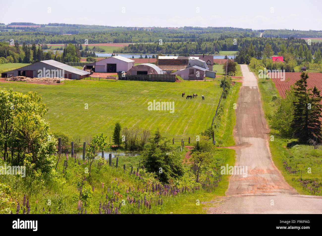 Ferme, Burlington, Prince Edward Island, Canada Banque D'Images