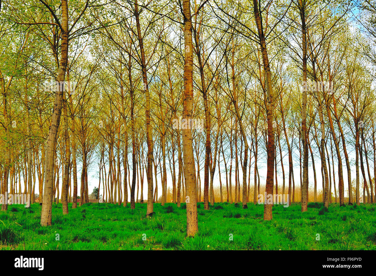 Poplar, Populus spp., forêt près de Castillones, Ministère LotetGaronne, Aquitaine, France Banque D'Images