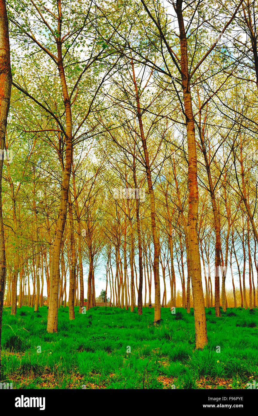 Poplar, Populus spp., forêt près de Castillones, Ministère LotetGaronne, Aquitaine, France Banque D'Images