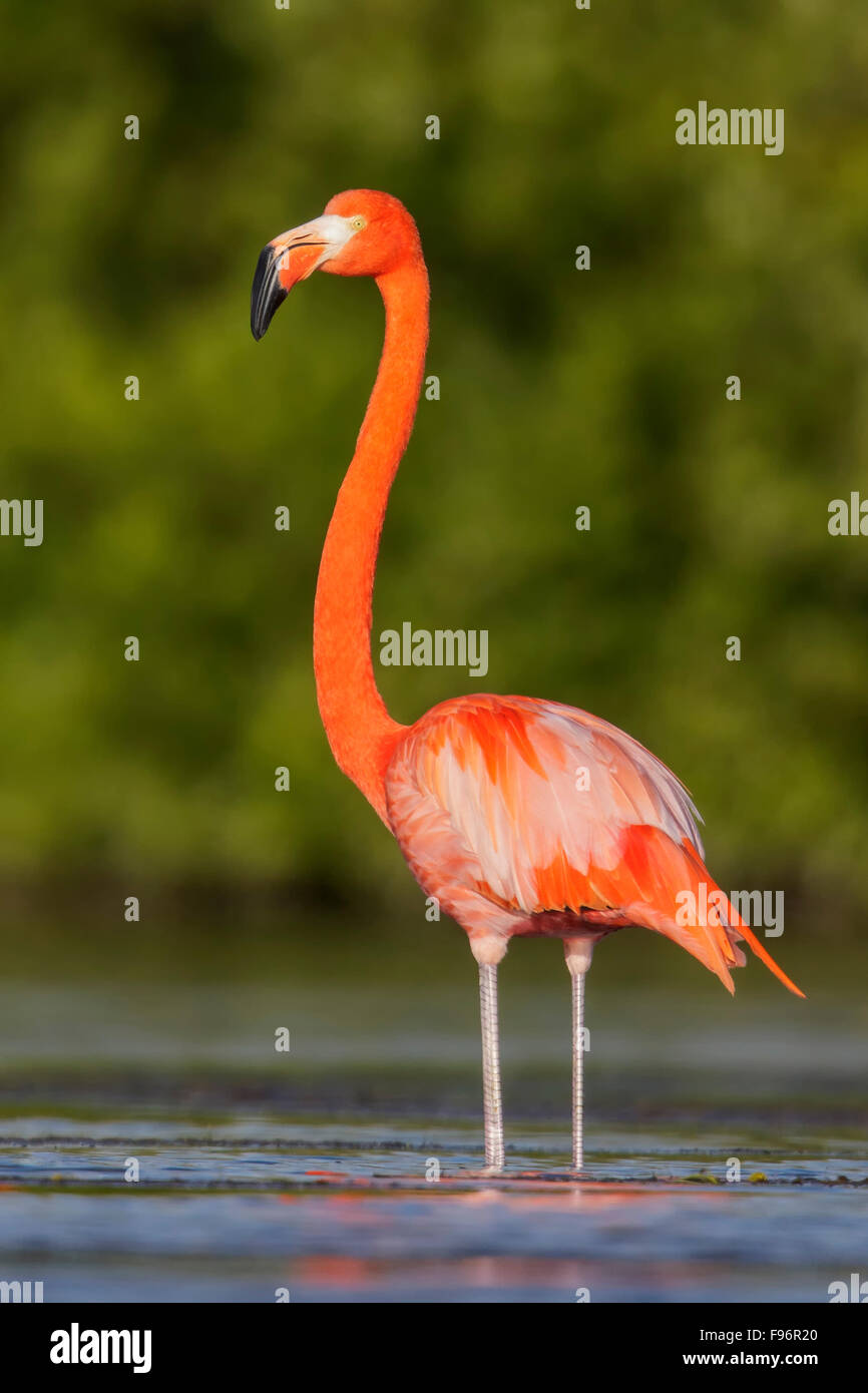 American flamingo (Phoenicopterus ruber) se nourrissant dans une lagune à Cuba. Banque D'Images