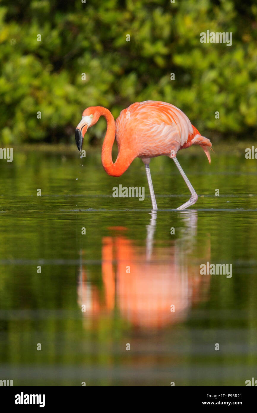 American flamingo (Phoenicopterus ruber) se nourrissant dans une lagune à Cuba. Banque D'Images