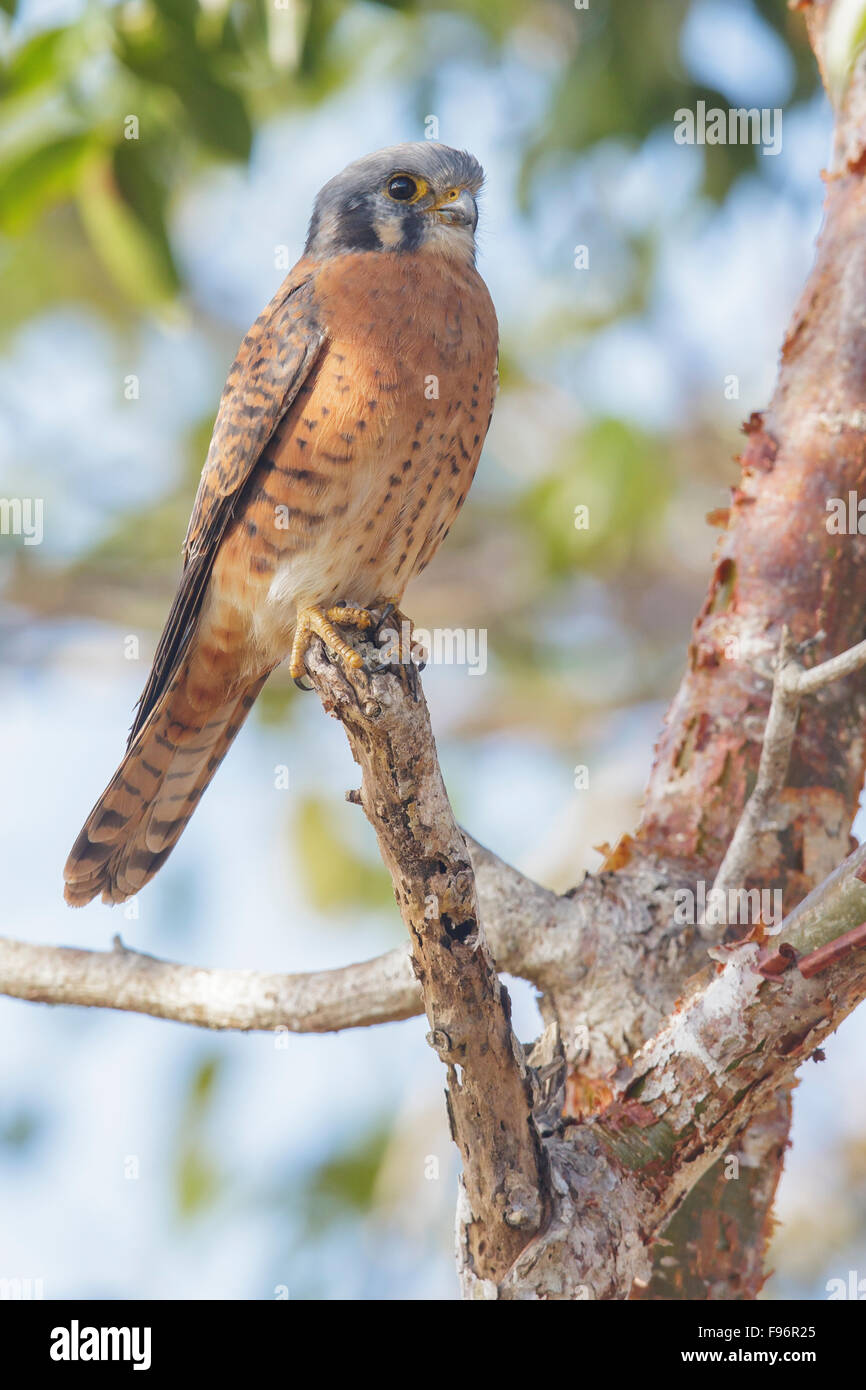 Crécerelle d'Amérique (Falco sparverius) perché sur une branche à Cuba. Banque D'Images