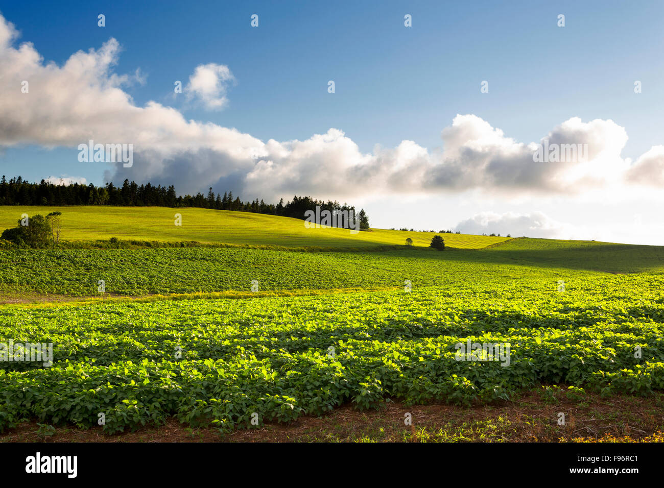Champ de soya, Fredericton, Prince Edward Island, Canada Banque D'Images