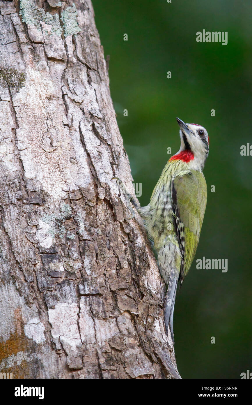 Pic Vert cubain (Xiphidiopicus percussus) perché sur une branche à Cuba. Banque D'Images