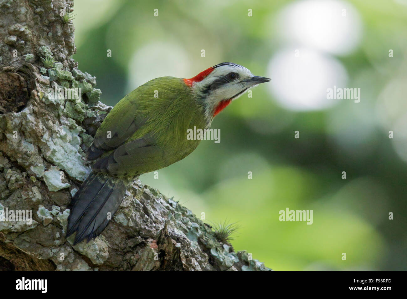Pic Vert cubain (Xiphidiopicus percussus) perché sur une branche à Cuba. Banque D'Images