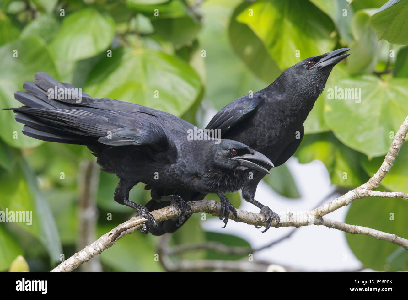 (Corvus nasicus cubain) perché sur une branche à Cuba. Banque D'Images