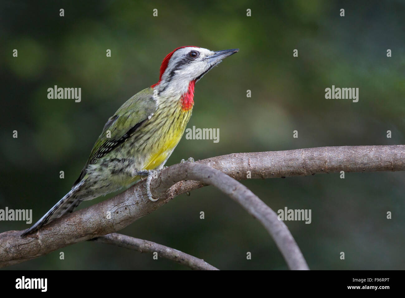 Pic Vert cubain (Xiphidiopicus percussus) perché sur une branche à Cuba. Banque D'Images