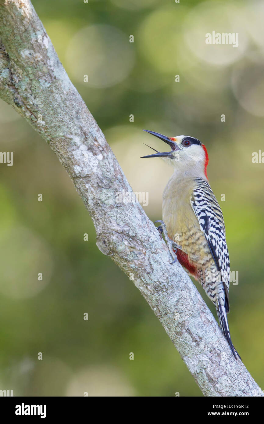 West Indian Woodpecker (Melanerpes superciliaris) perché sur une branche à Cuba. Banque D'Images