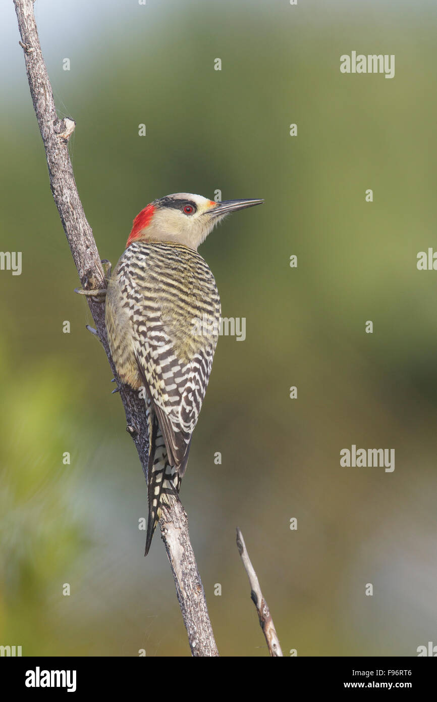 West Indian Woodpecker (Melanerpes superciliaris) perché sur une branche à Cuba. Banque D'Images