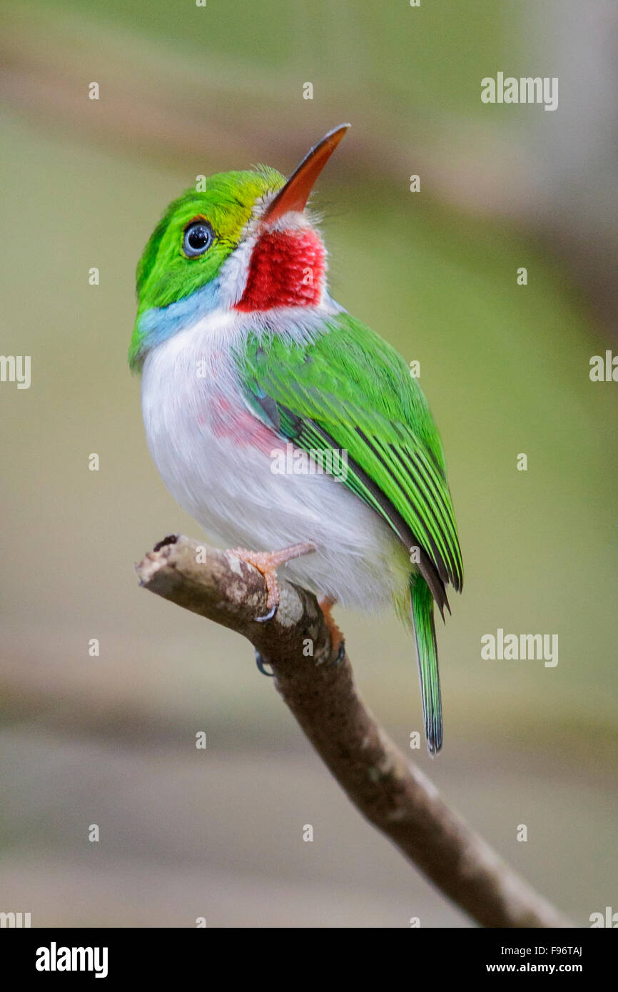 Todier de Cuba (Todus multicolor) perché sur une branche à Cuba. Banque D'Images