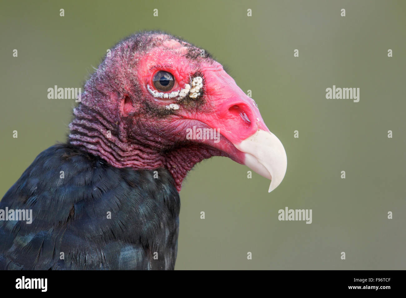 Urubu à tête rouge (Cathartes aura) perché sur une branche à Cuba. Banque D'Images