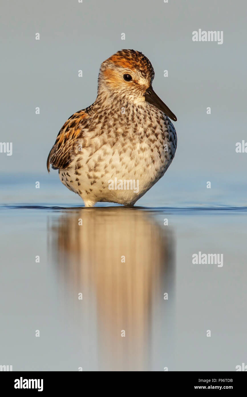 Western Sandpiper (Calidris mauri) nourrir le long d'une rivière dans la région de Nome, en Alaska. Banque D'Images