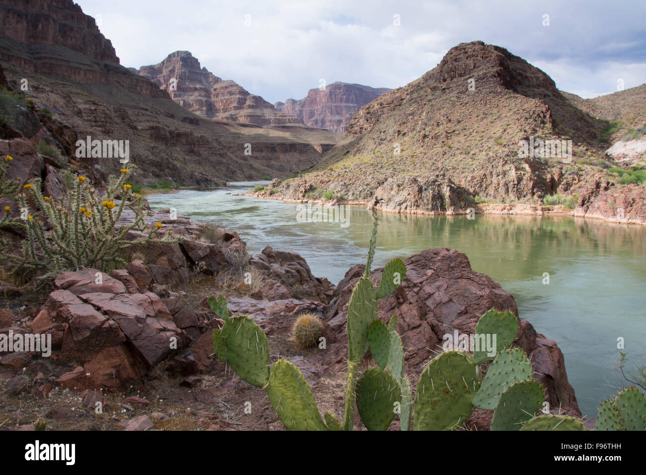 Opuntia basilaris de castor, le cactus, Colorado River, Grand Canyon, Arizona, United States Banque D'Images