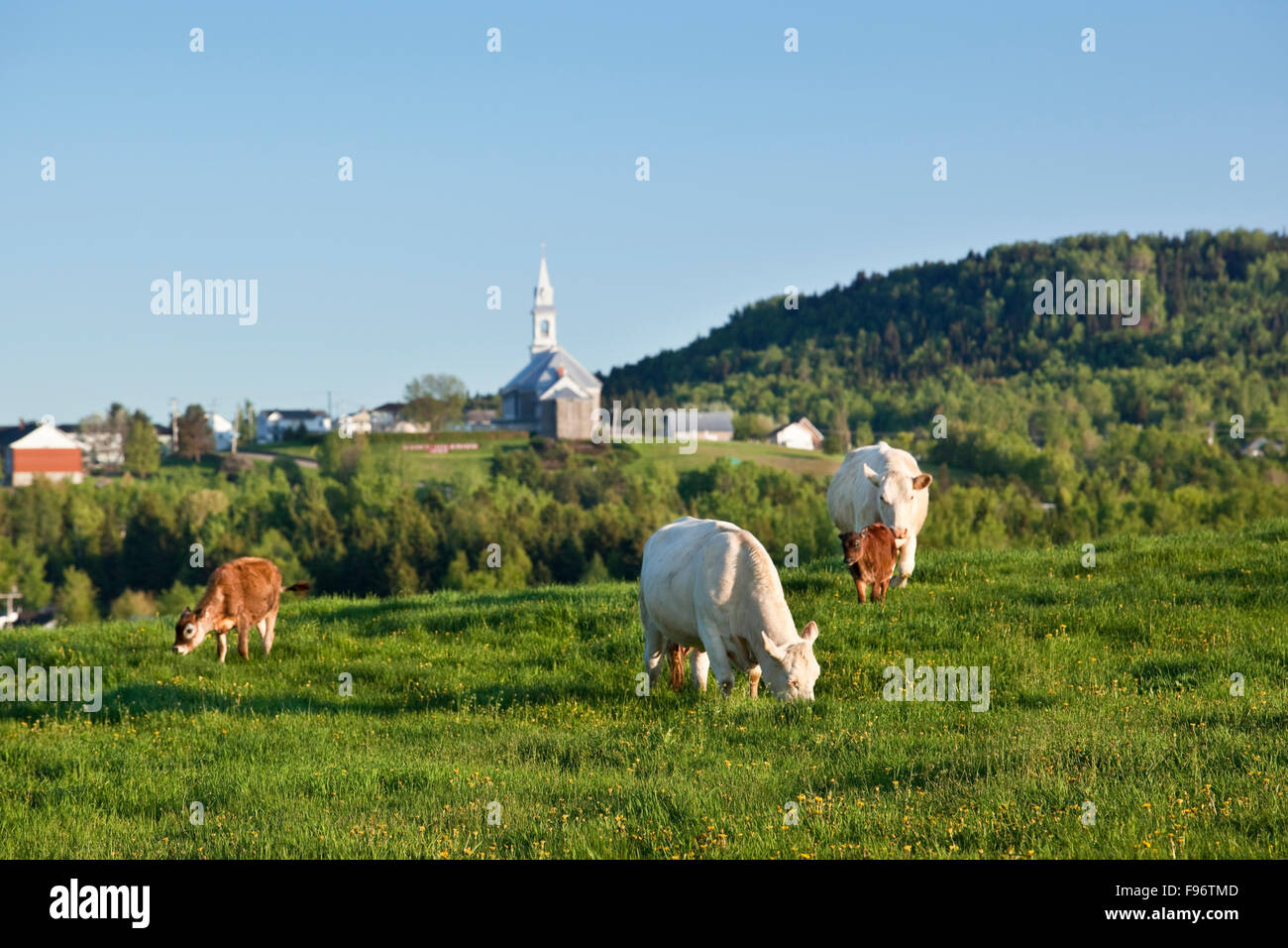 Les vaches et leurs veaux qui paissent dans un pâturage et, derrière eux, l'Église et maisons de SaintHilarion environnants. SaintHilarion, Banque D'Images