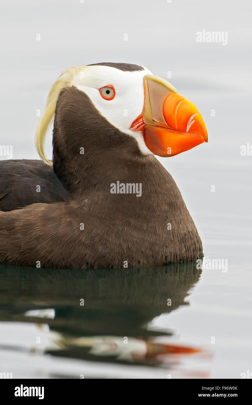 Le Macareux huppé (Fratercula cirrhata) nager sur l'océan, près de la côte de l'État de Washington, USA. Banque D'Images