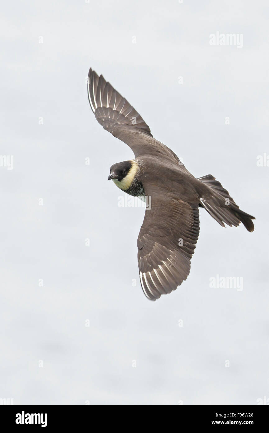 Labbe pomarin (Stercorarius pomarinus) volant près de Nome, en Alaska. Banque D'Images