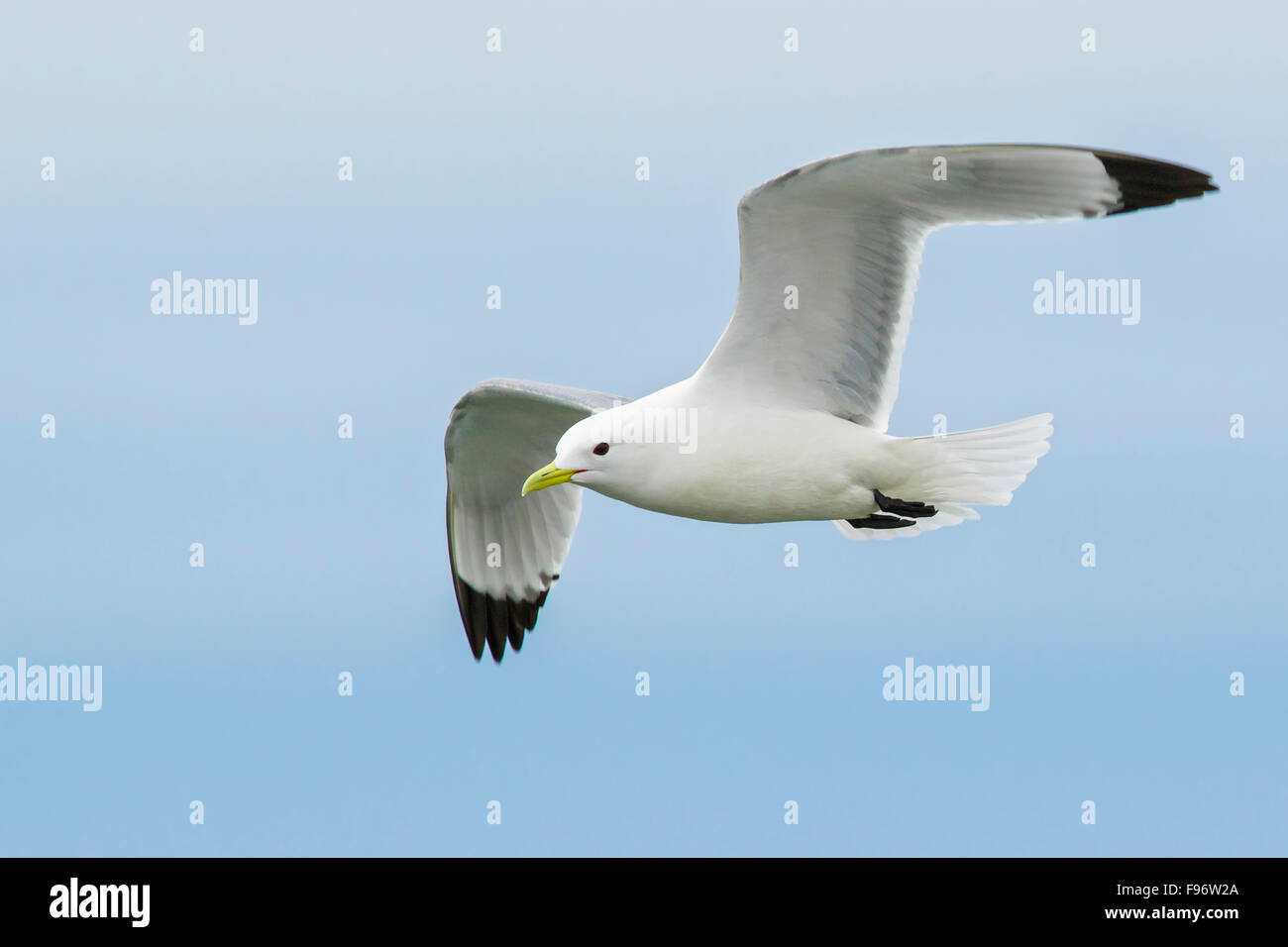 La présence de Mouette tridactyle (Rissa tridactyla) se nourrir dans l'océan près de Nome, en Alaska. Banque D'Images