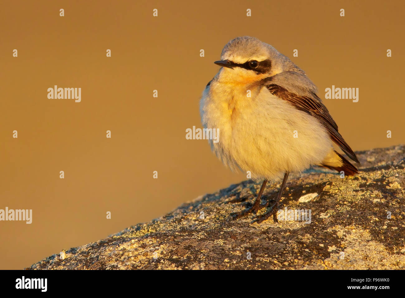 Traquet motteux (Oenanthe oenanthe) perché sur la toundra à Nome, en Alaska. Banque D'Images