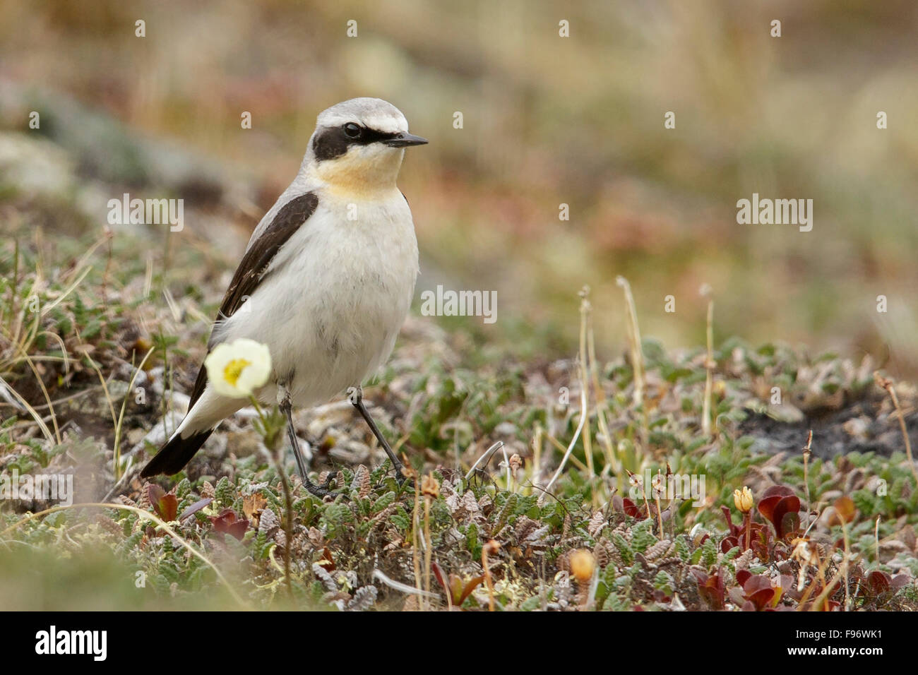 Traquet motteux (Oenanthe oenanthe) perché sur la toundra à Nome, en Alaska. Banque D'Images