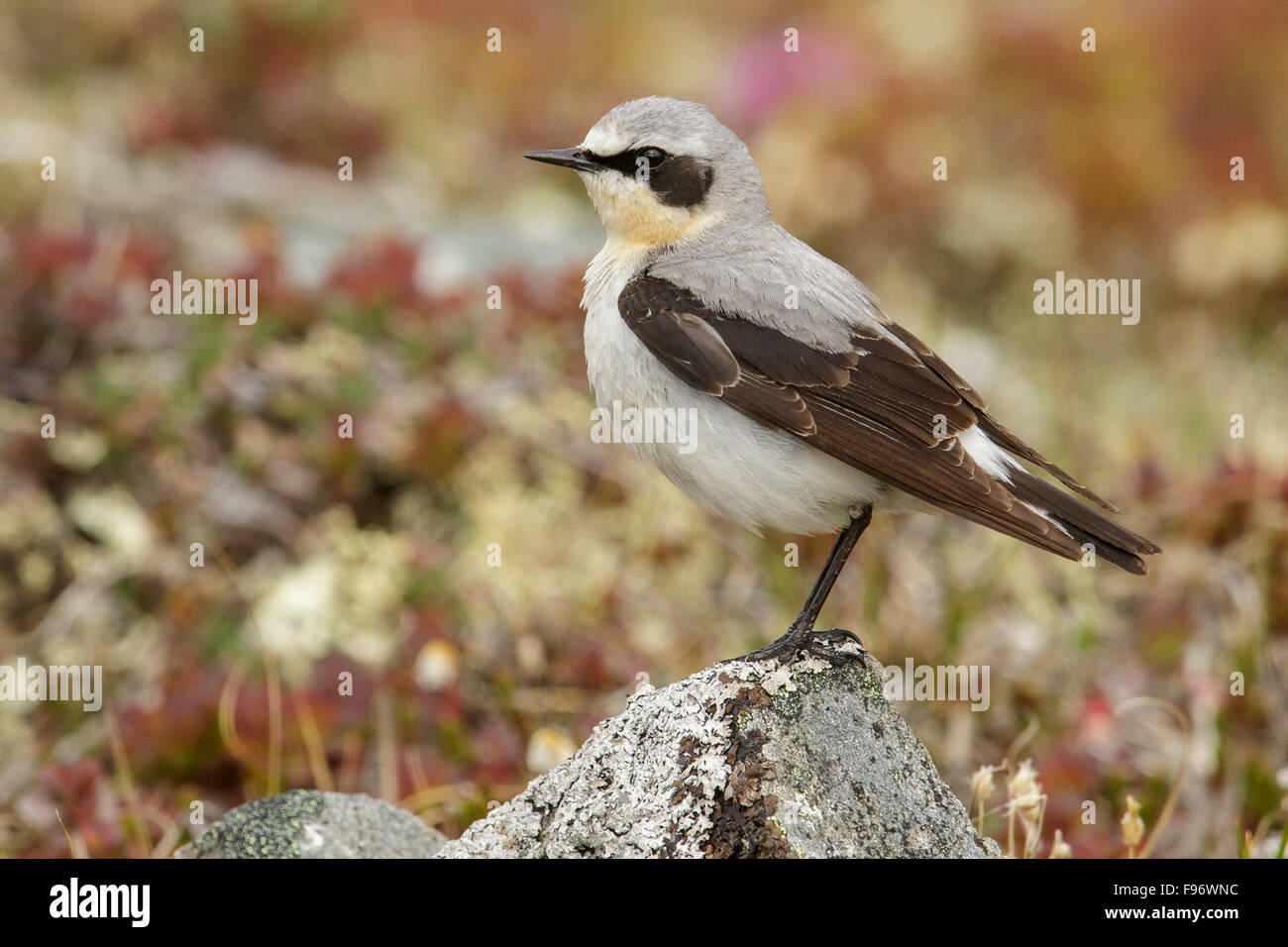 Traquet motteux (Oenanthe oenanthe) perché sur la toundra à Nome, en Alaska. Banque D'Images