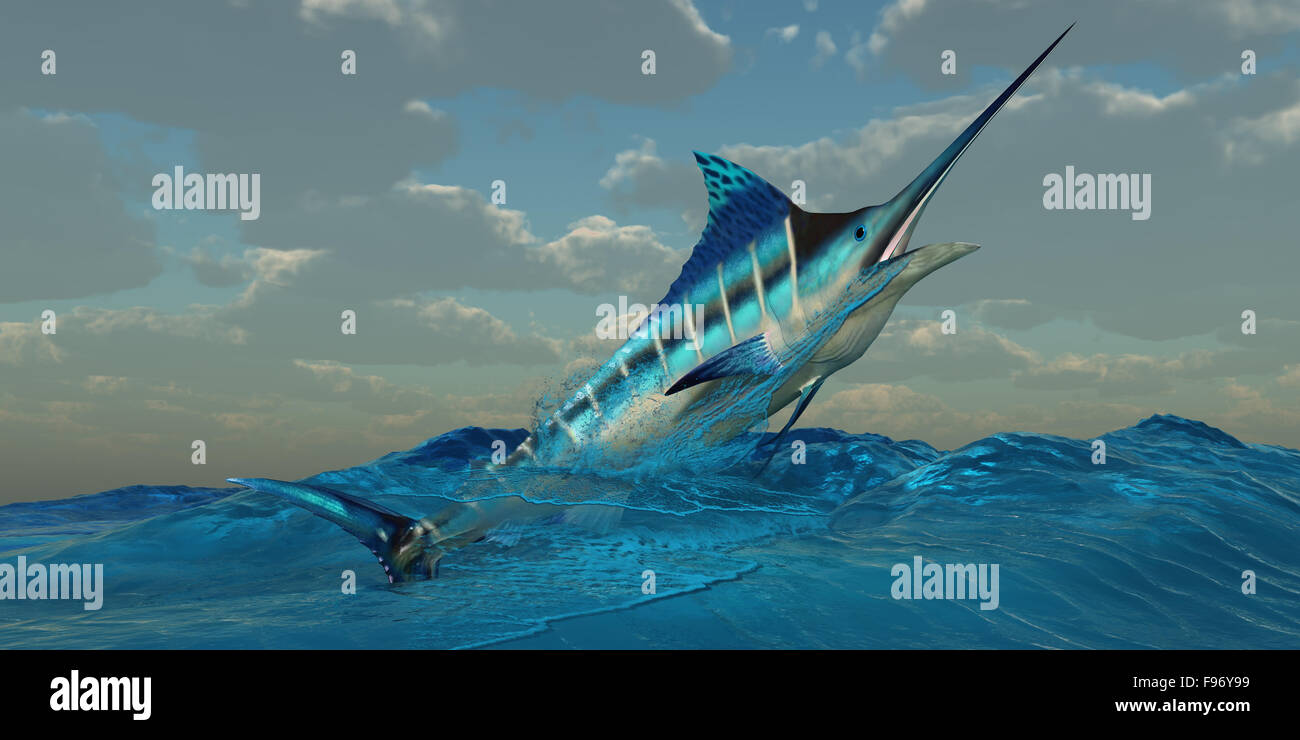 Le Blue Marlin est un prédateur et est un jeu favori le poisson avec les pêcheurs en haute mer. Banque D'Images