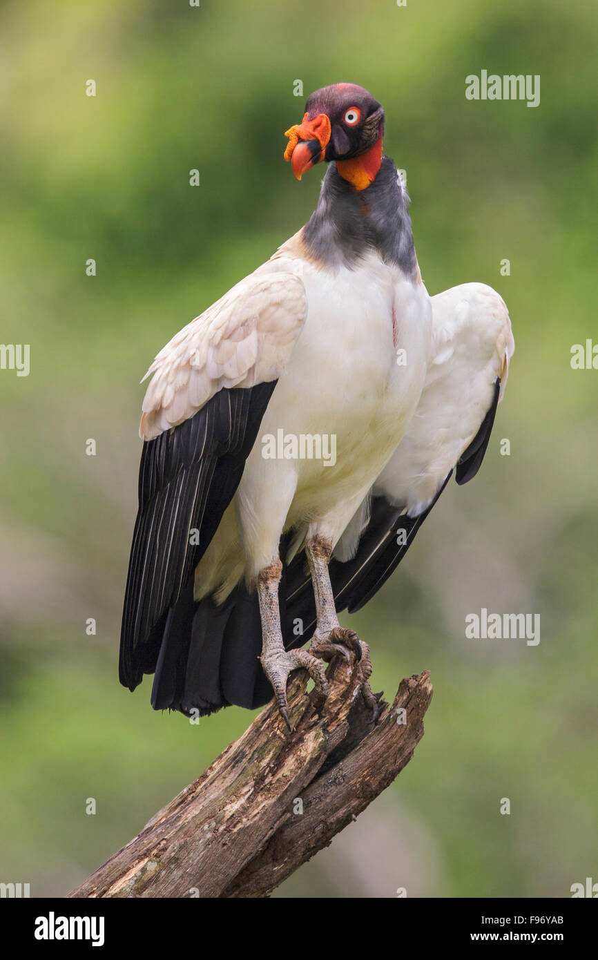 Vautour pape (Sarcoramphus papa) perché sur une branche au Costa Rica. Banque D'Images