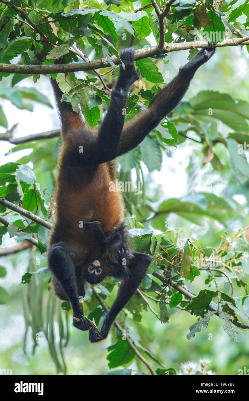 Singe-araignée perché sur une branche au Costa Rica. Banque D'Images