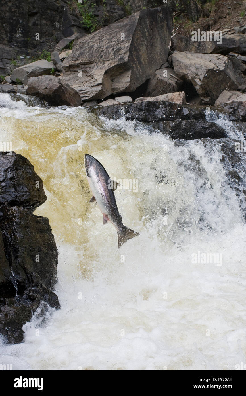 Le saumon atlantique, Salmo salar, Migration, Québec, Canada Banque D'Images